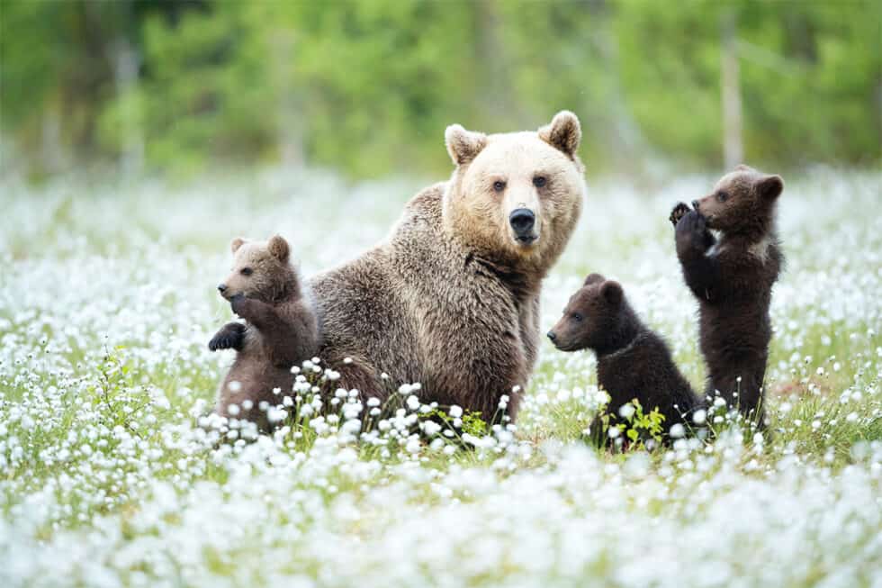 Braunb R Meister Petz In Sterreich Ausgestorben I Wwf