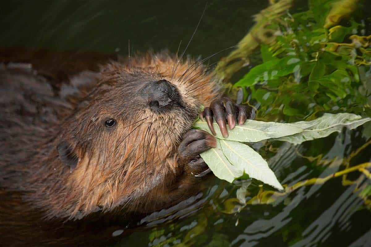 Der Biber Gestalter von Ökosystemen WWF Österreich