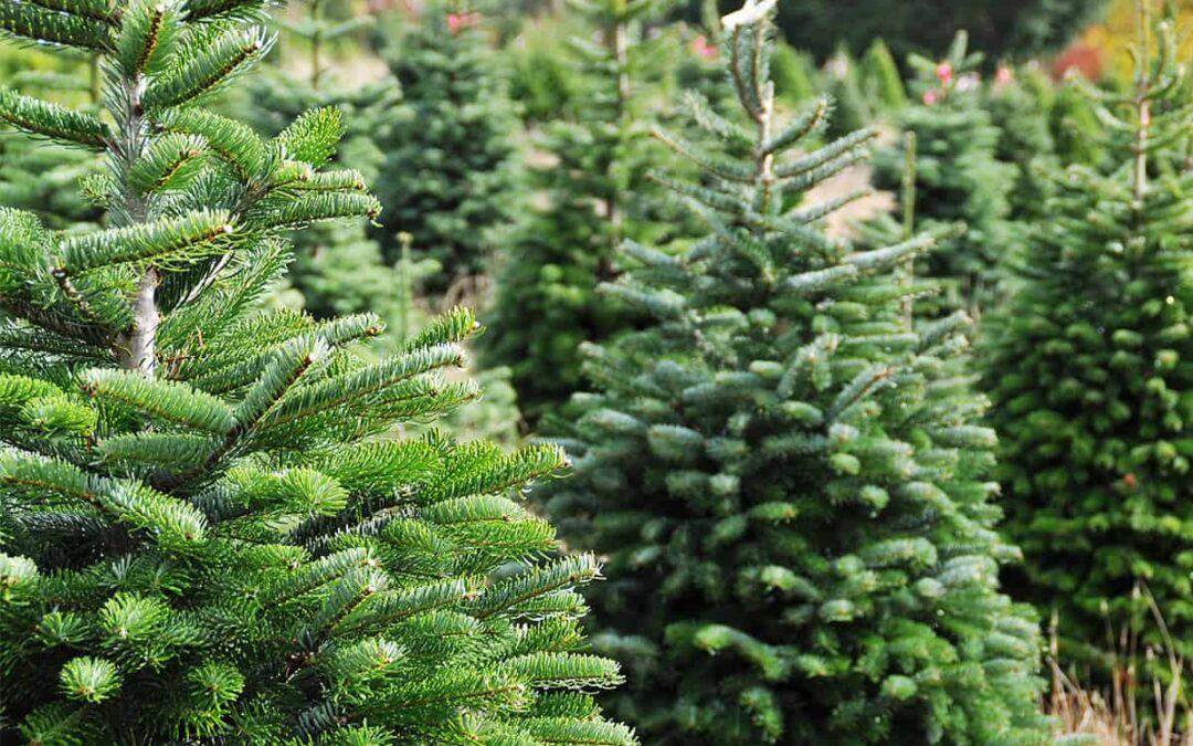 Christbäume beim Verkauf(c)Adobestock