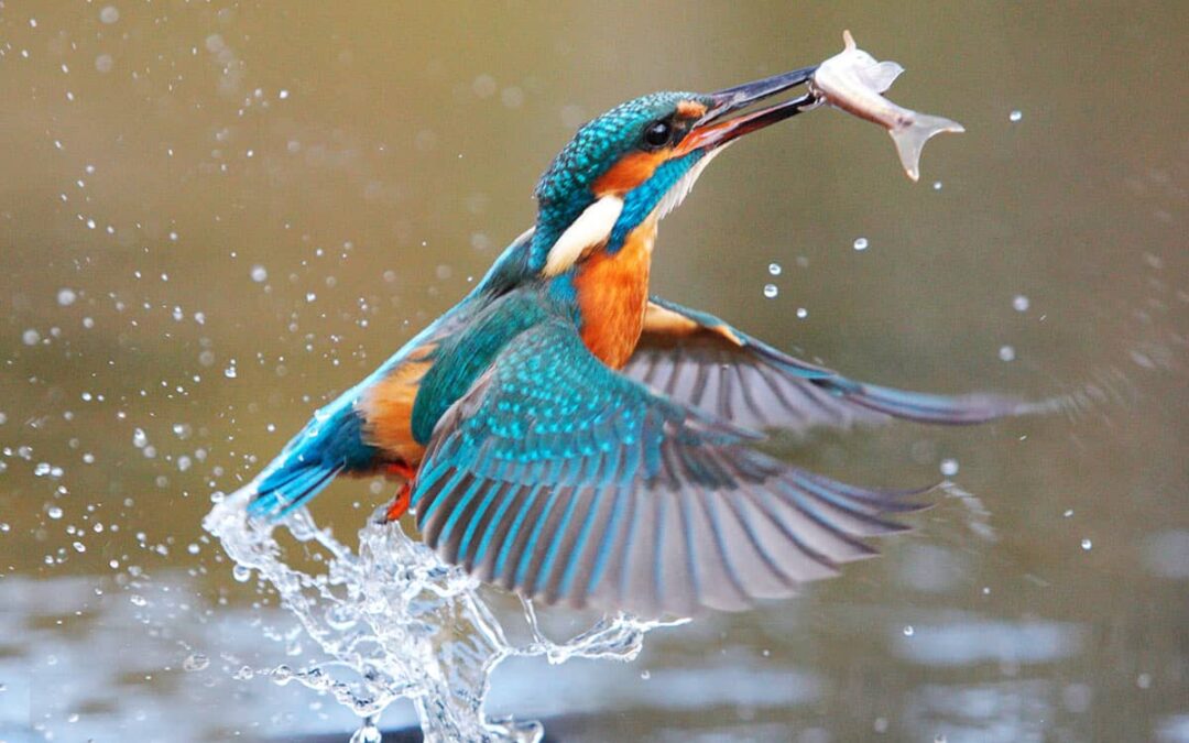 Eisvogel mit Fisch im Schnabel(c)Adobestock55416727