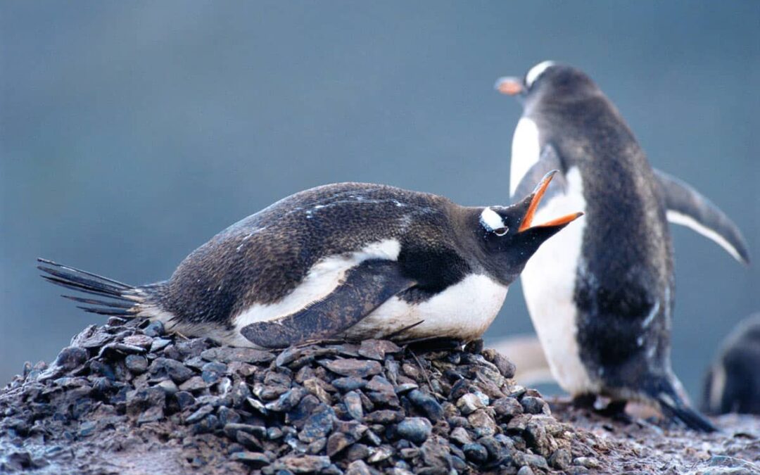 Eselspinguin im Nest(c)Staffan Widstrand/WWF