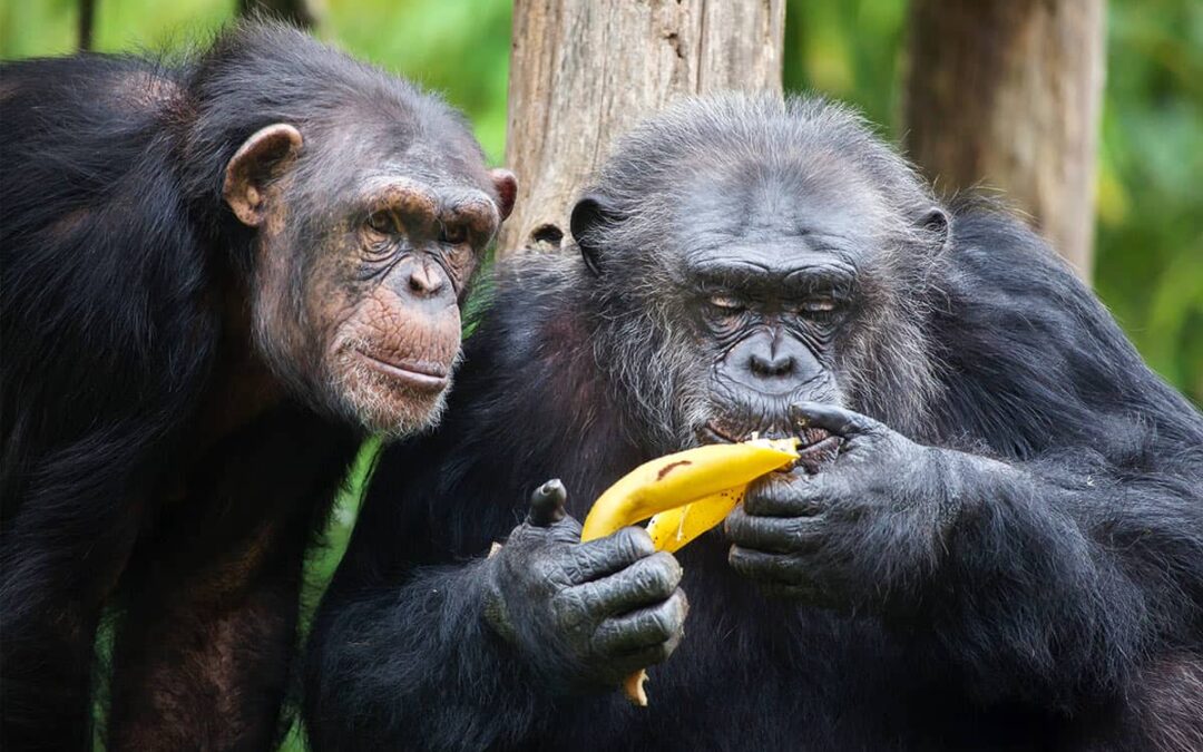 Schimpansen mit Banane(c)Adobestock_137106510