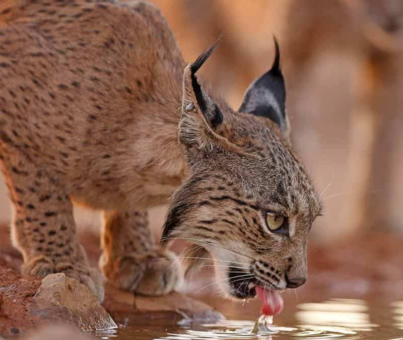 Iberischer Luchs (Pardelluchs) – am Rande des Aussterbens