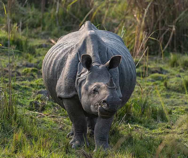 Indisches Panzernashorn – gehörntes Schwergewicht