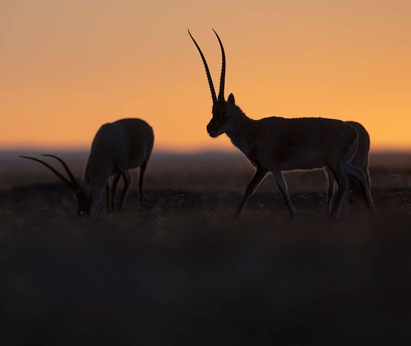 Tibetantilope – Sterben für Schals