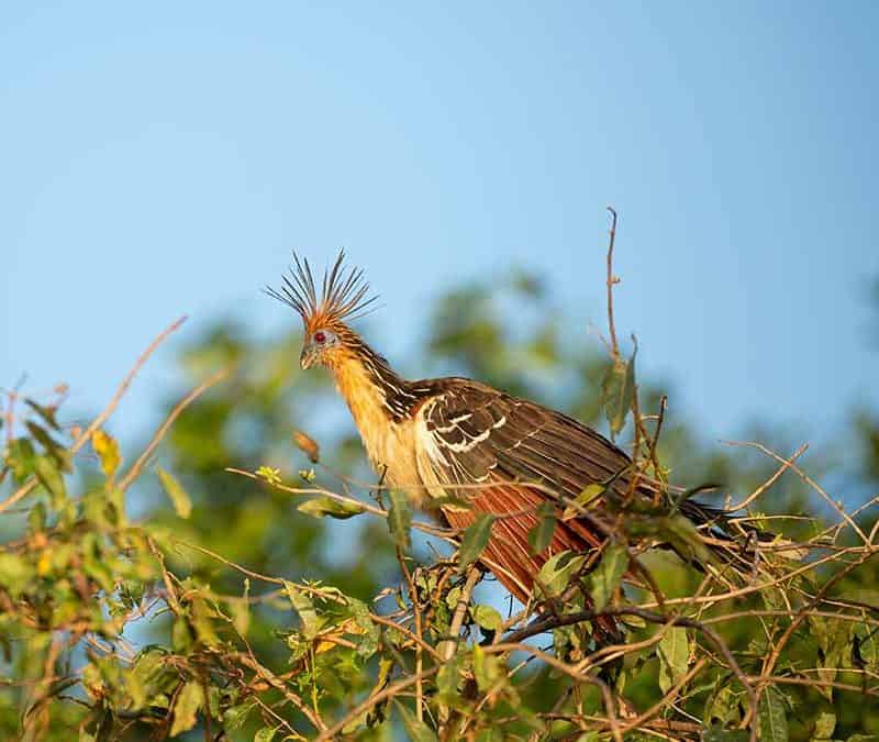 Hoatzin – ein seltsamer Vogel