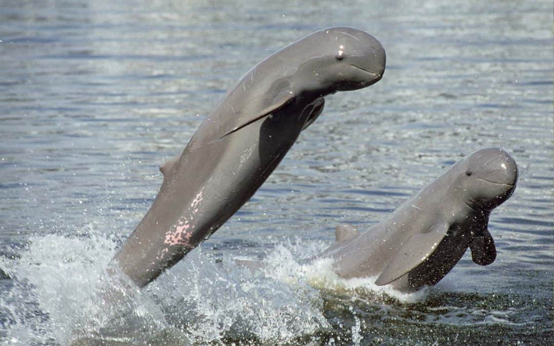 Irawadi Delfin – „Flippers Bruder“ mit der kurzen Schnauze