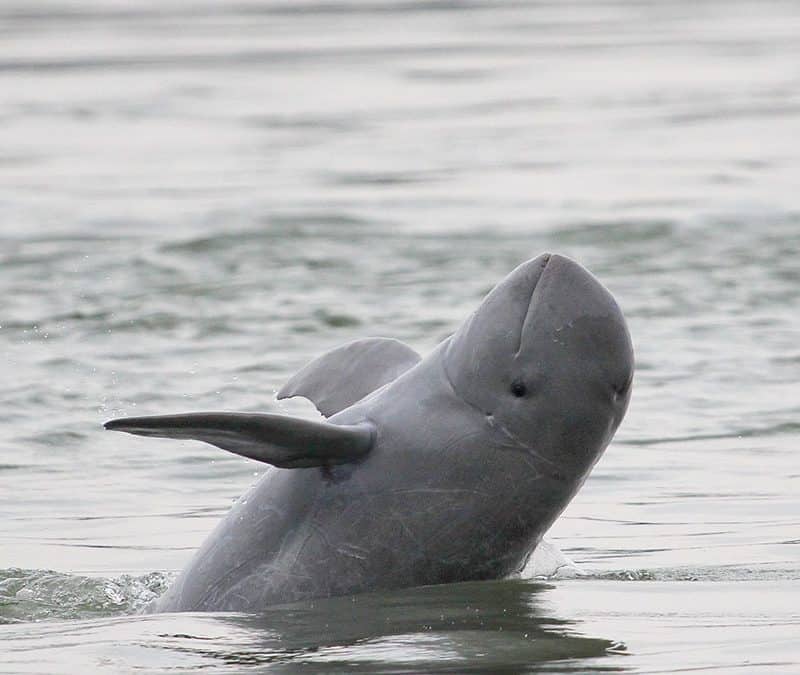 Irawadi Delfin – „Flippers Bruder“ mit der kurzen Schnauze