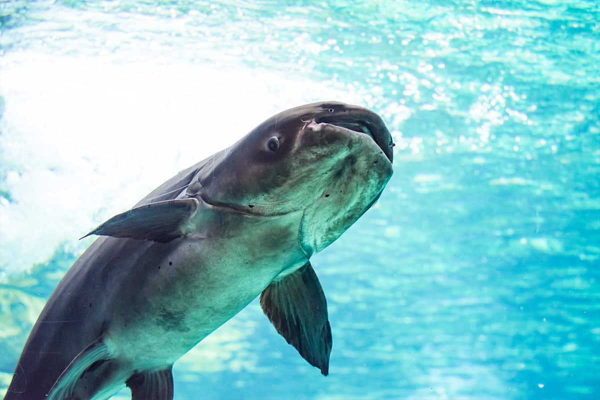 Mekong-Riesenwels - Riesenfisch in der Größe eines Grizzlys - WWF Österreich