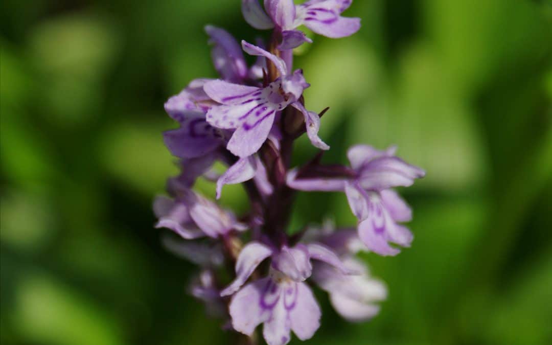 Indische Narde – Balsam für die Seele