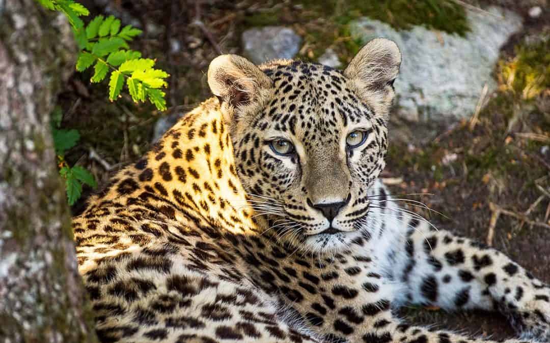 Kaukasusleopard –  die letzten Leoparden Europas