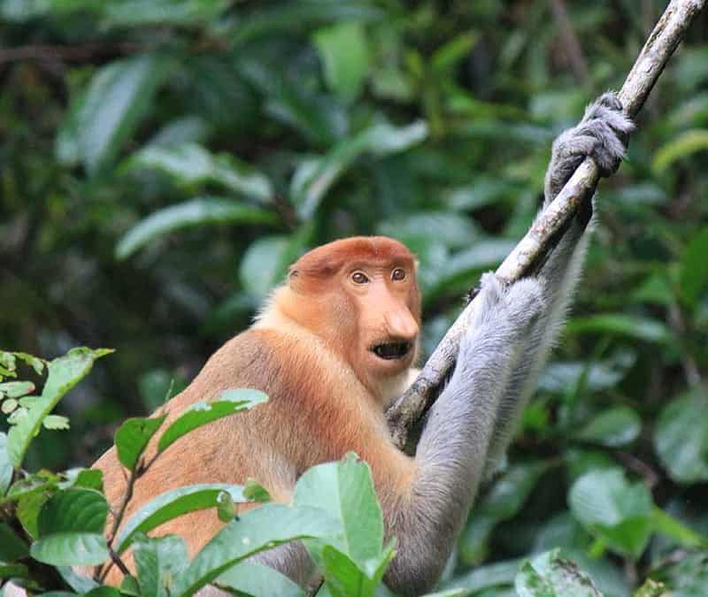 Nasenaffe – die schlanken Affen mit der roten Nase