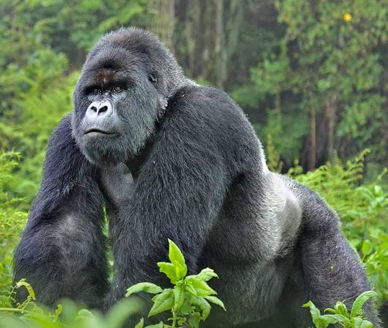 Östlicher Gorilla – Herrscher der Regenwälder