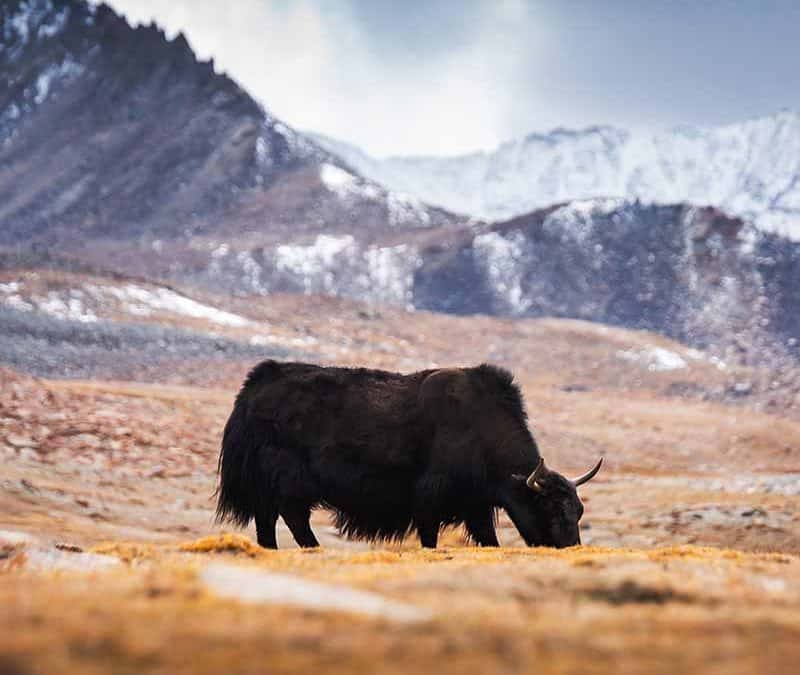 Yak – haariges Wildrind aus dem Himalaja