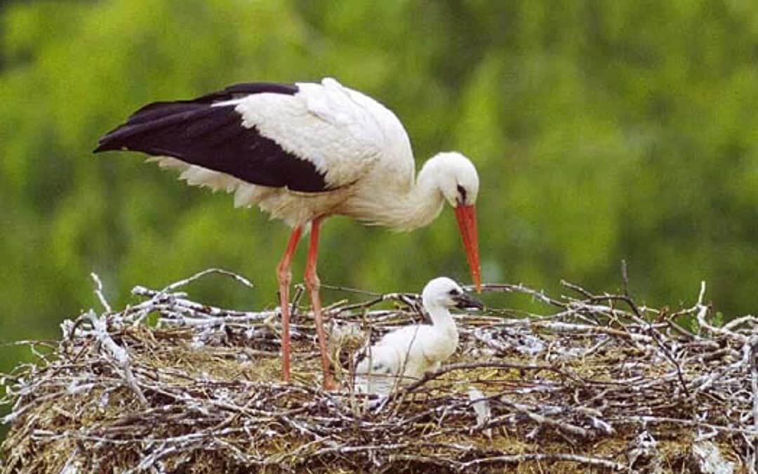 Der Weißstorch – Meister Adebar auf Reisen