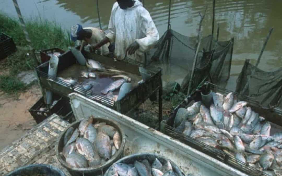 Aquakultur: Eine rasant wachsende Industrie