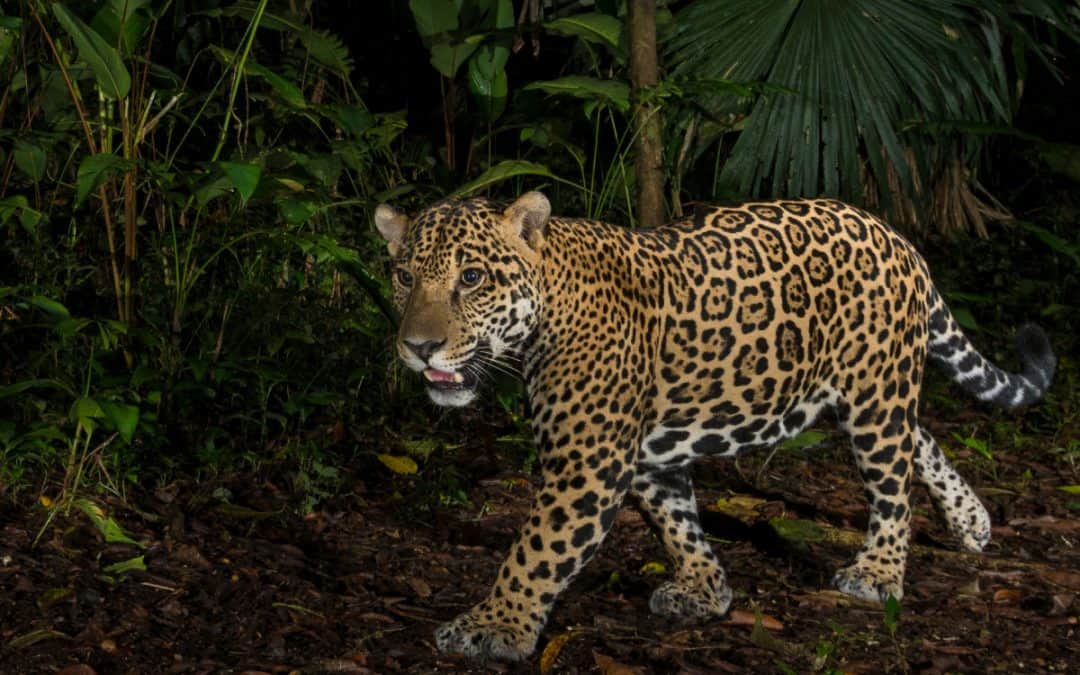 Jaguar: „der im Fliegen jagt“