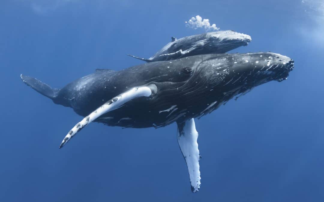 Wie Wale wandern: Neuer WWF-Bericht visualisiert Wal-Wanderrouten
