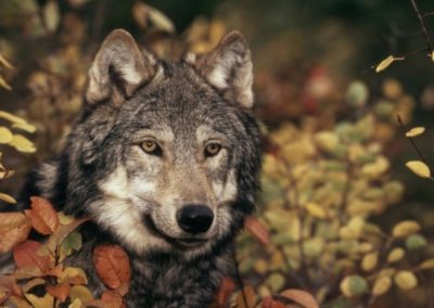 Europäischer Wolf, © by Klein & Hubert / WWF