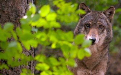 Willkommen zurück: Der WWF und das Bundesheer freuen sich über erste Wolfsfamilie in Österreich