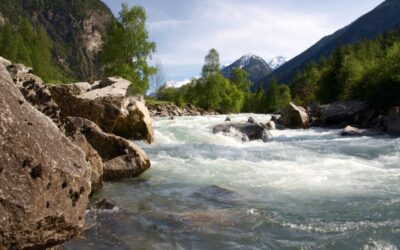 WWF fordert Rettungsplan: Neue BOKU-Studie zeigt leises Sterben in Österreichs Flüssen