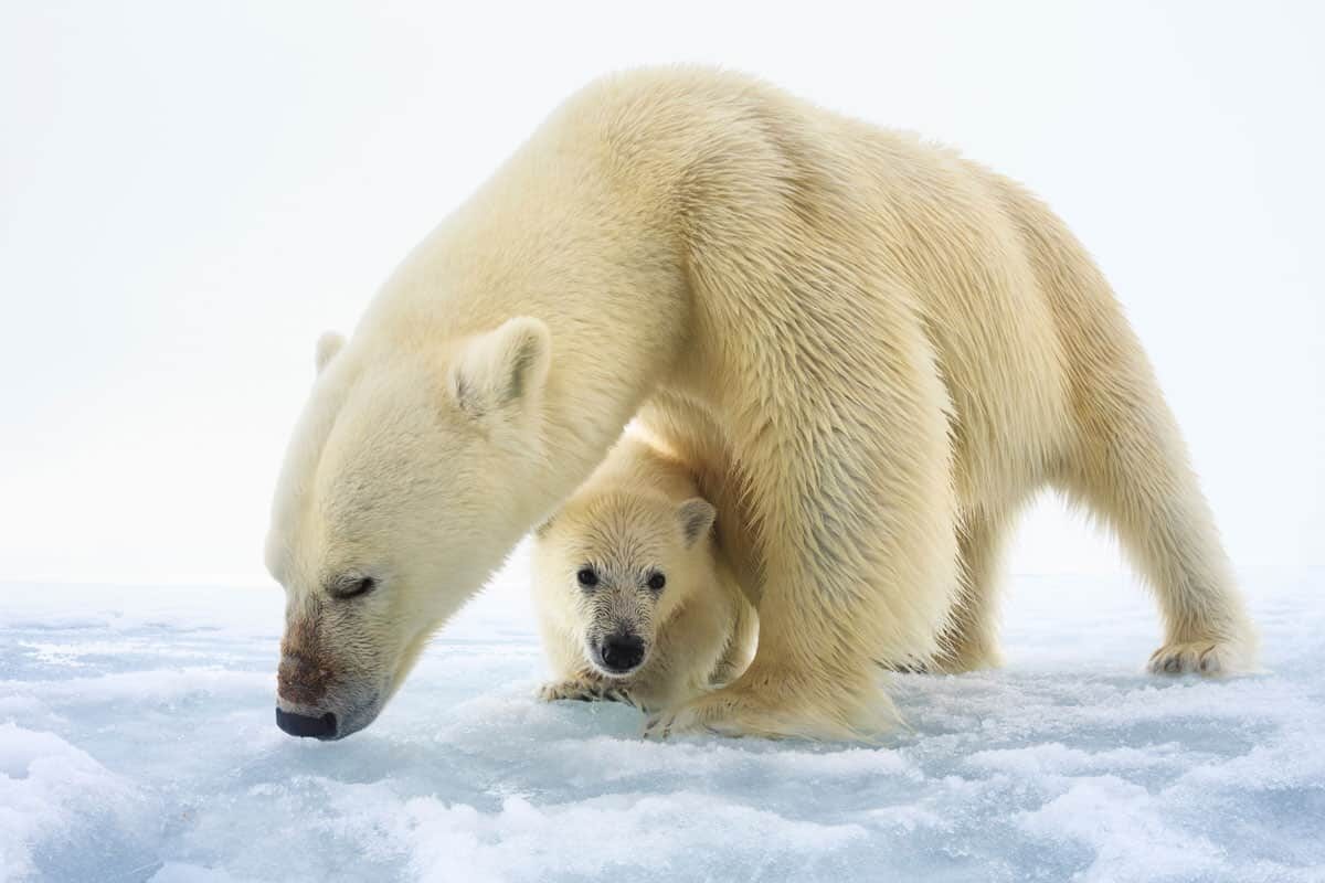 Eisbärenweibchen mit einem einzelnen, erst wenige Monate altem Jungtier