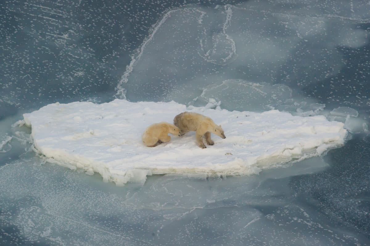 Eisbär und Jungtier suchen Zuflucht auf einer Eisscholle