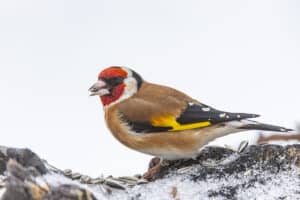 European goldfinch (Carduelis carduelis) eating sunflower seeds.