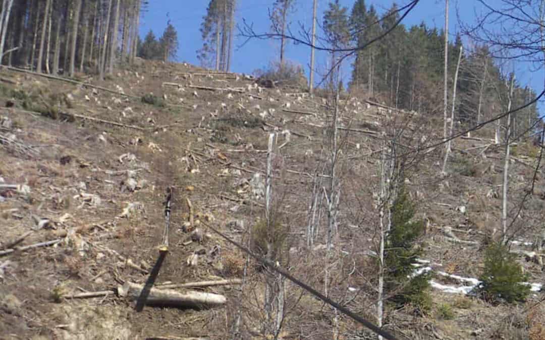 WWF fordert Aufklärung: Österreichische Holzkonzerne in Rumänien zu Millionenstrafen verurteilt