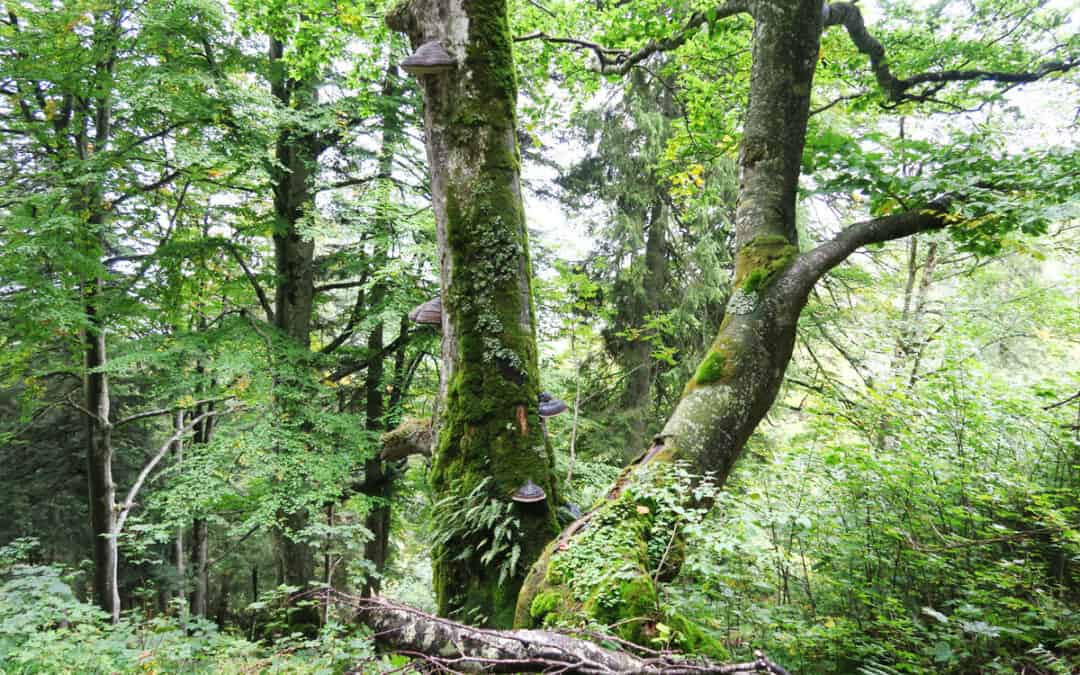Für mehr Artenvielfalt in den Wäldern der Österreichischen Bundesforste