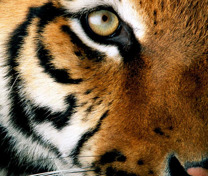 Der Tiger – Die Rückkehr des Königs?