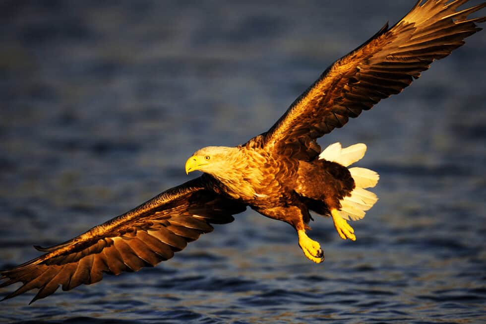 Artenschutz in Österreich: Einsatz für unsere Artenvielfalt I WWF