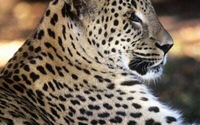 Überraschender Nachwuchs beim Kaukasus-Leoparden