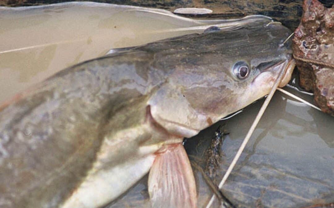 Xayaburi-Damm ist Todesstoß für Mekong-Riesenwels