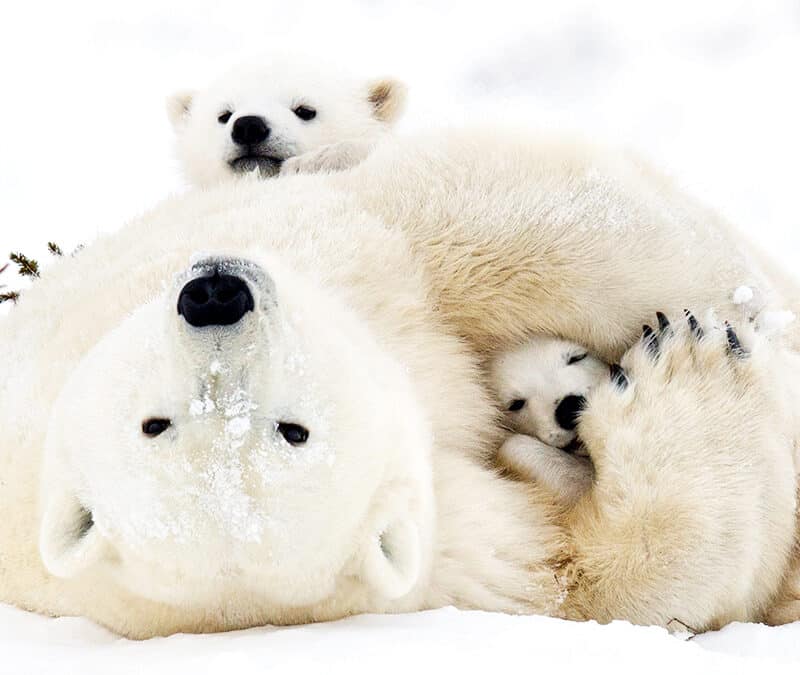 Der Eisbär – König des Polarkreises