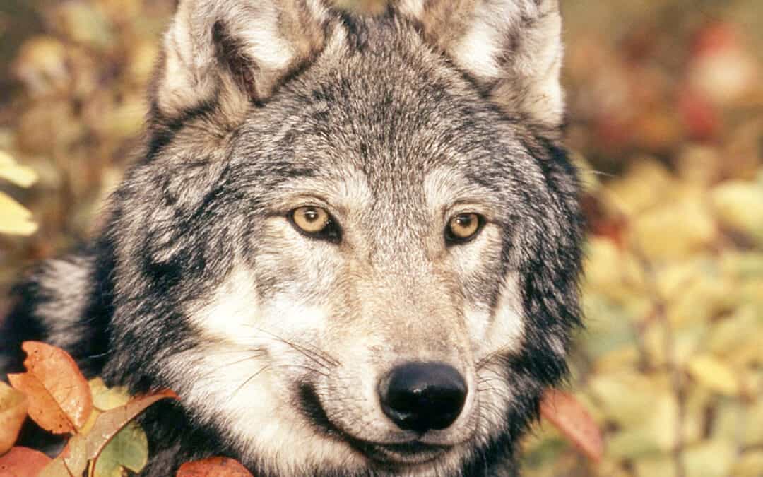 Der Wolf – Bedrohung oder bedroht?