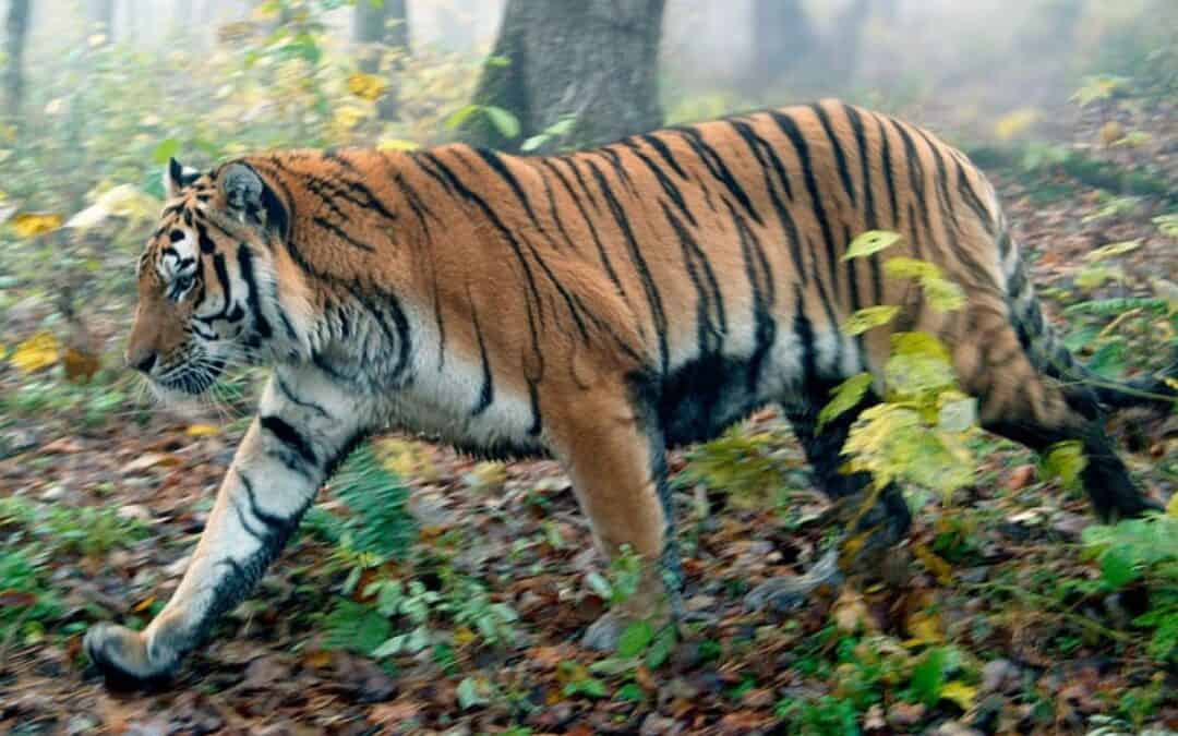 WWF: Neuer Highway für 450 sibirische Tiger von Russland nach China