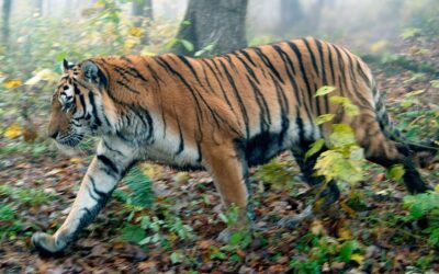 Neuer Report: Tiger kämpfen auch in Schutzgebieten ums Überleben