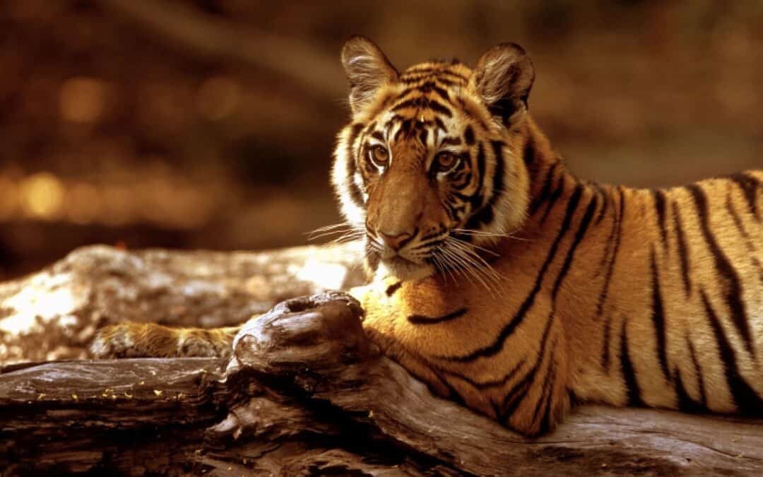 Konferenz in Delhi soll Tiger-Leben sichern