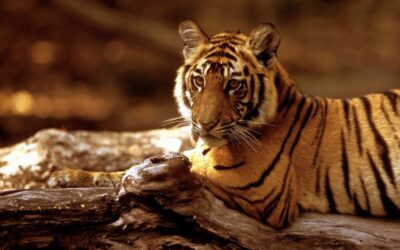 Artenschutz: Gewinner und Verlierer 2013