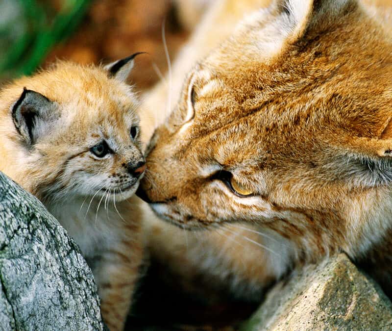 Der Luchs – der Wälder unsichtbarer Jäger