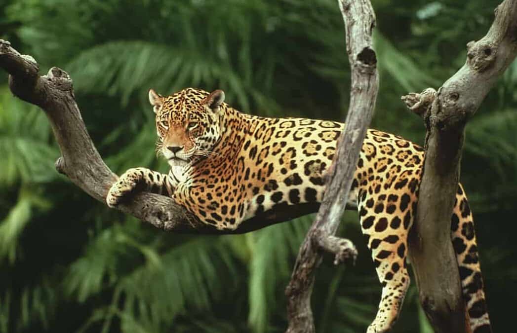 Der Jaguar: Meisterschleicher des Amazonas-Regenwaldes