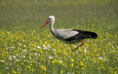 Gefiederter Frühlingsbote: Erster Storch in Marchegg gelandet
