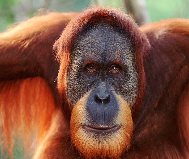 Der Sumatra Orang-Utan – Waldmensch in Bedrängnis