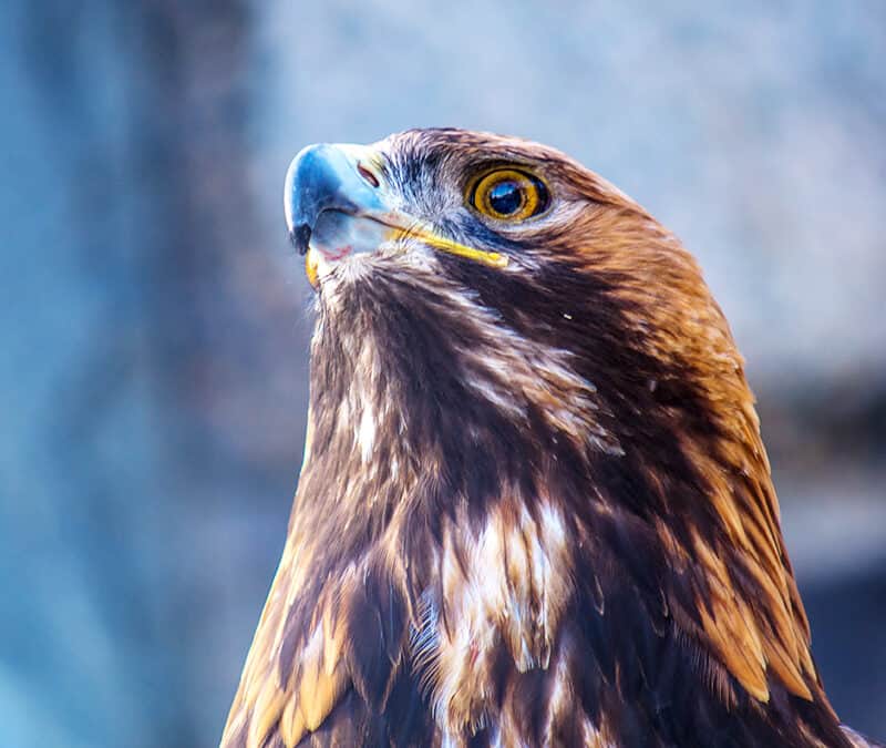 Der Kaiseradler – Herrscher der Lüfte