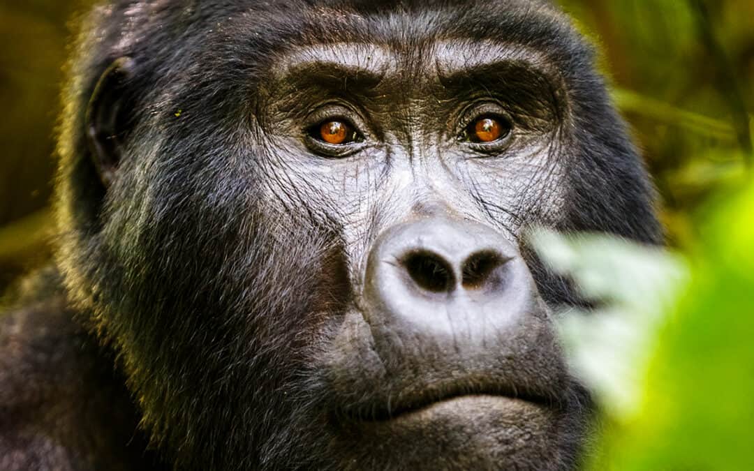 Der Gorilla – Gärtner des Regenwaldes