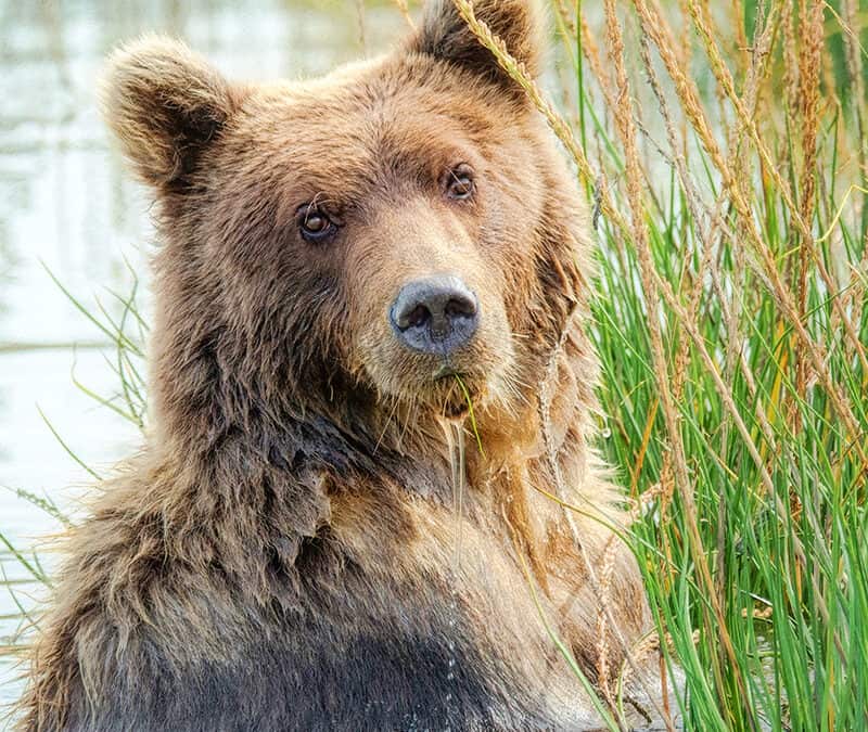 Der Braunbär – die vergessene Größe