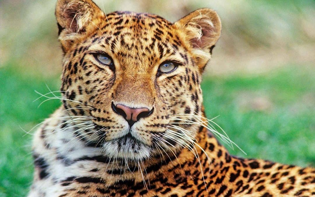Der Amur Leopard – die letzten Hundert