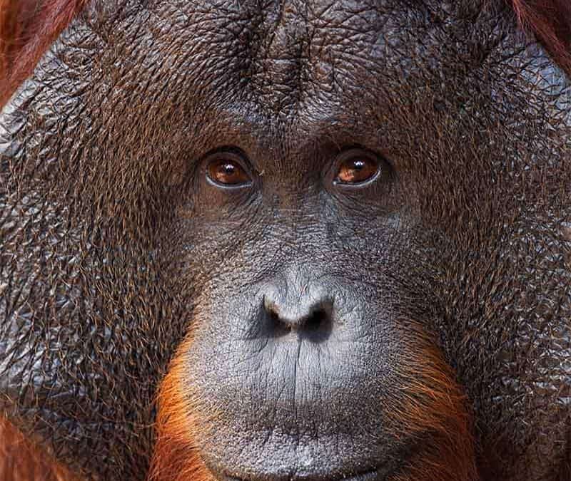 Der Borneo-Orang-Utan – Bald Waldmensch ohne Wald?