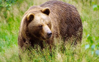WWF: Richtiges Verhalten bei einer Begegnung mit einem Braunbären